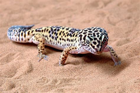 lagartixa leopardo
